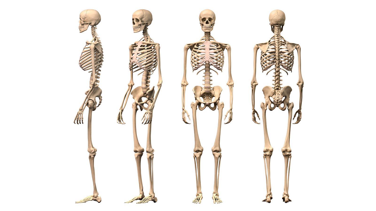Про скелет человека. Костная система человека скелет. Скелет человека для детей. Строение скелета человека. Хрящевой скелет человека.